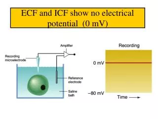 ECF and ICF show no electrical potential (0 mV)