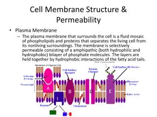 Cell Membrane Structure &amp; Permeability