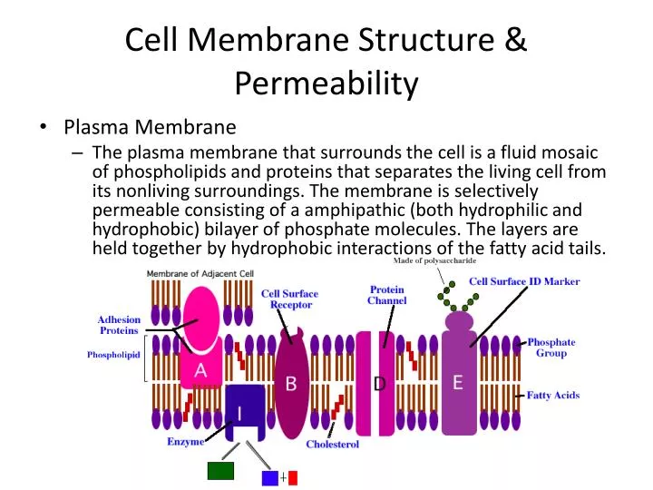 cell membrane structure permeability
