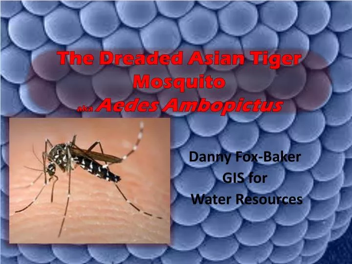 the dreaded asian tiger mosquito aka aedes ambopictus