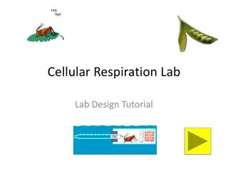 Cellular Respiration Lab