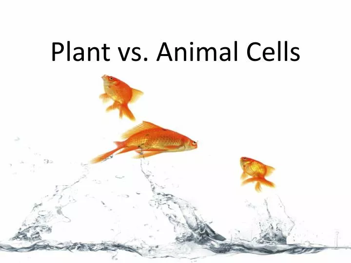 plant vs animal cells