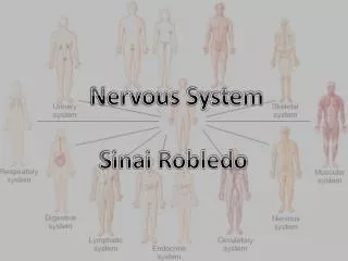 Nervous System