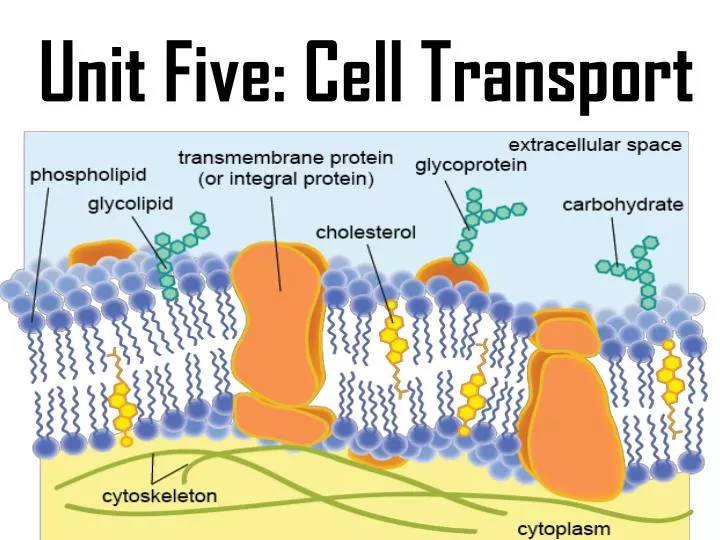 unit five cell transport