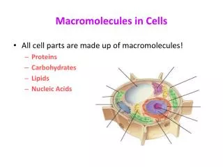 Macromolecules in Cells