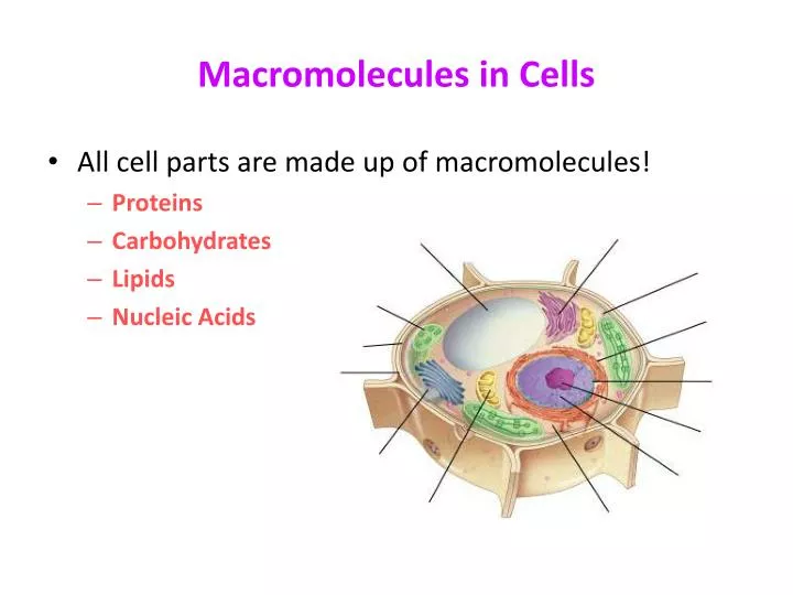 macromolecules in cells