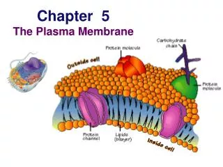 Chapter 5 The Plasma Membrane