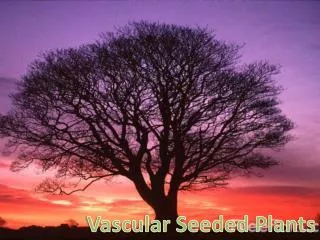 Vascular Seeded Plants