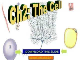 Ch2: The Cell