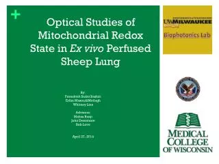 Optical Studies of Mitochondrial Redox State in Ex vivo Perfused Sheep Lung
