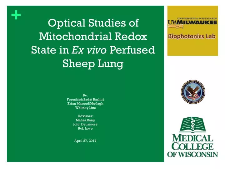 optical studies of mitochondrial redox state in ex vivo perfused sheep lung