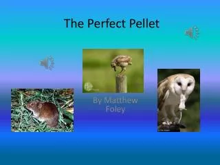 The Perfect Pellet