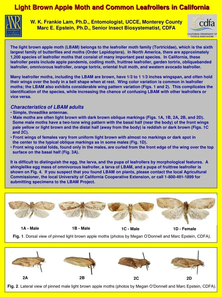 Codling Moth Killer - Naturally Kill Codling Moth & Protect Apple Trees -  Dragonfli