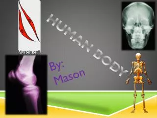 Human Body