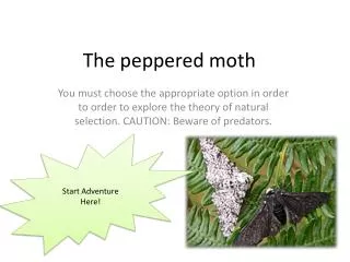 The peppered moth
