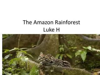 The Amazon Rainforest Luke H