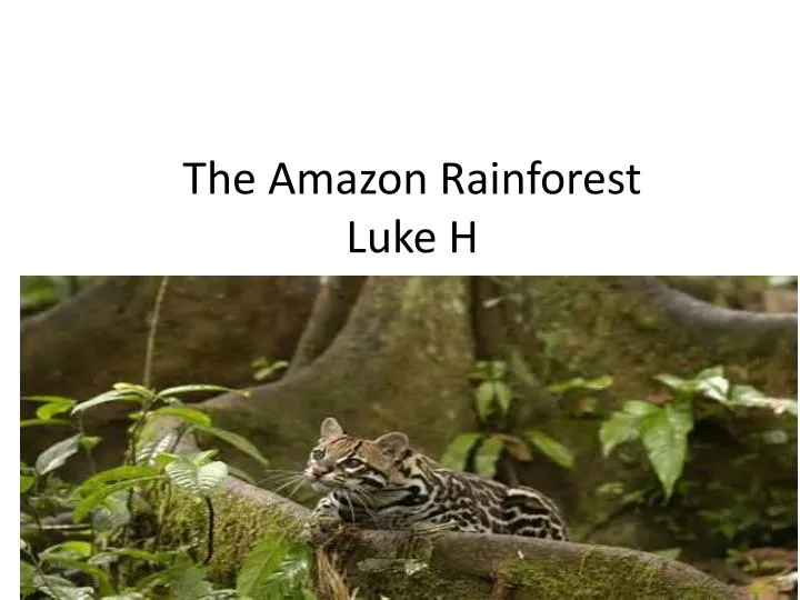 the amazon rainforest luke h