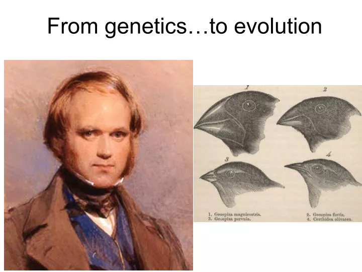 from genetics to evolution