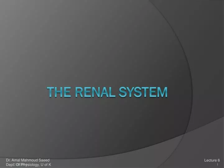 the renal system
