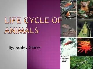 Life cycle of animals