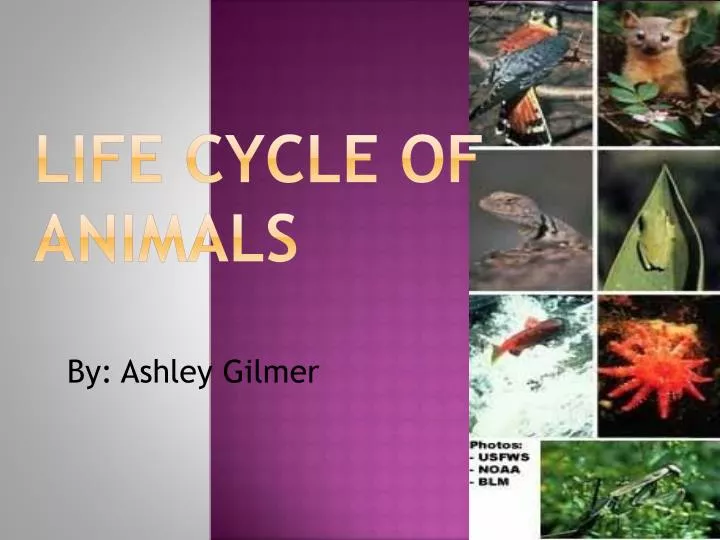 life cycle of animals