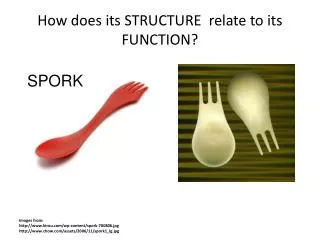 How does its STRUCTURE relate to its FUNCTION?