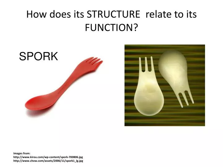 how does its structure relate to its function