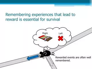 Remembering experiences that lead to reward is essential for survival