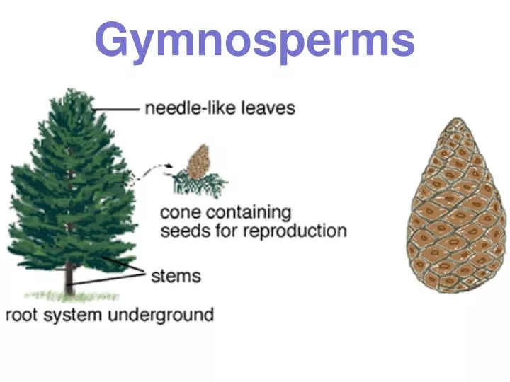 gymnosperms