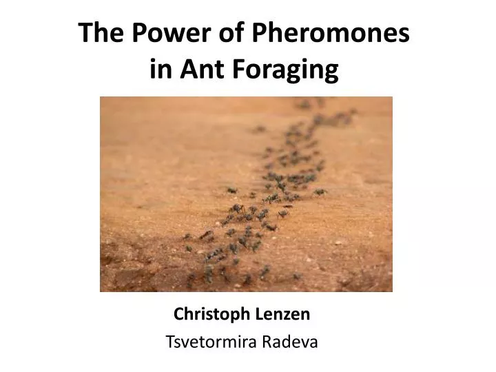 the power of pheromones in ant foraging