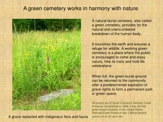 A grave replanted with indigenous flora and fauna