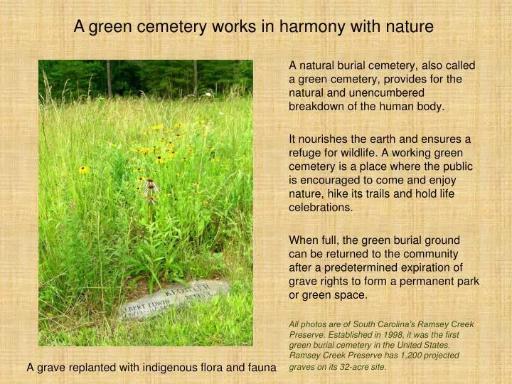 a grave replanted with indigenous flora and fauna