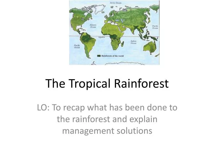 the tropical rainforest