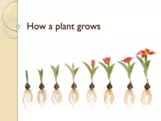 How a plant grows