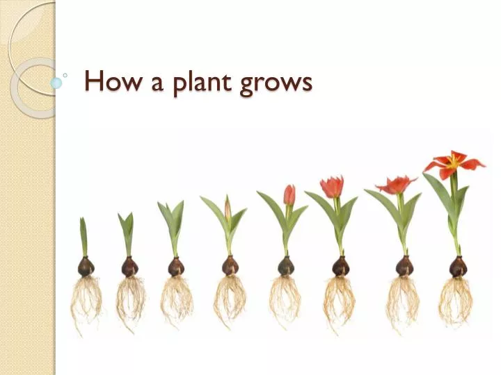 how a plant grows
