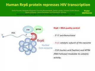 Human Rrp6 protein represses HIV transcription