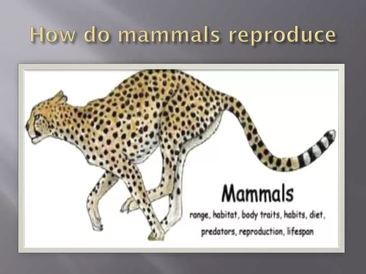 how do mammals reproduce