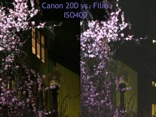 Canon 20D vs. Film ISO400