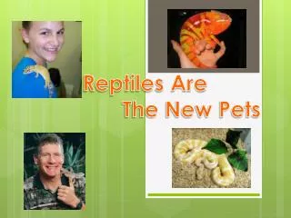 Reptiles Are The New Pets