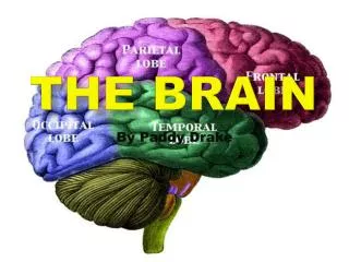 the brain