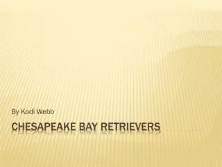 CHESAPEAKE BAY RETRIEVERS