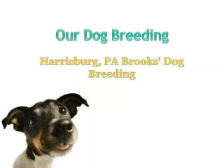 Our Dog Breeding