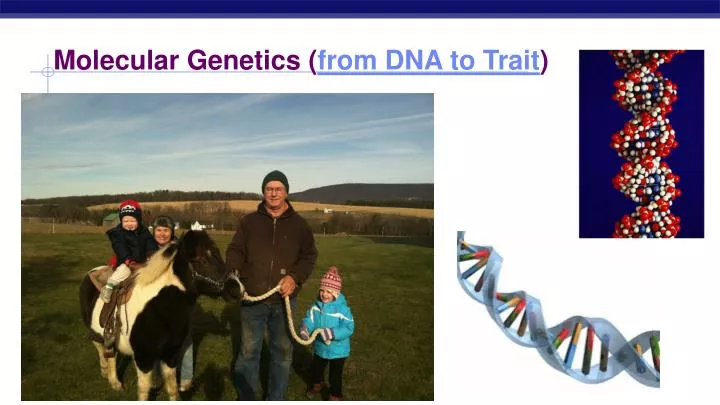 molecular genetics from dna to trait