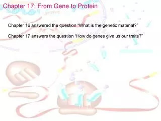 Chapter 17: From Gene to Protein