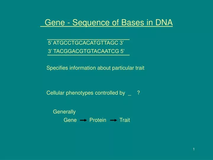 gene sequence of bases in dna