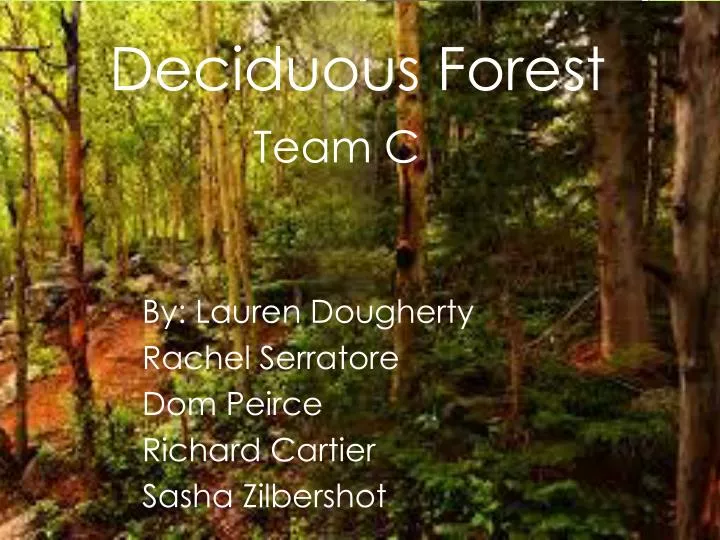deciduous forest team c