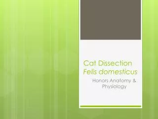 Cat Dissection Felis d omesticus