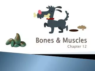 Bones &amp; Muscles