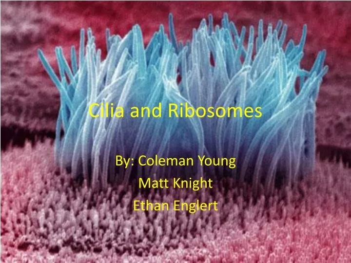 cilia and ribosomes