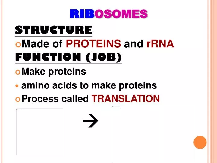 rib osomes